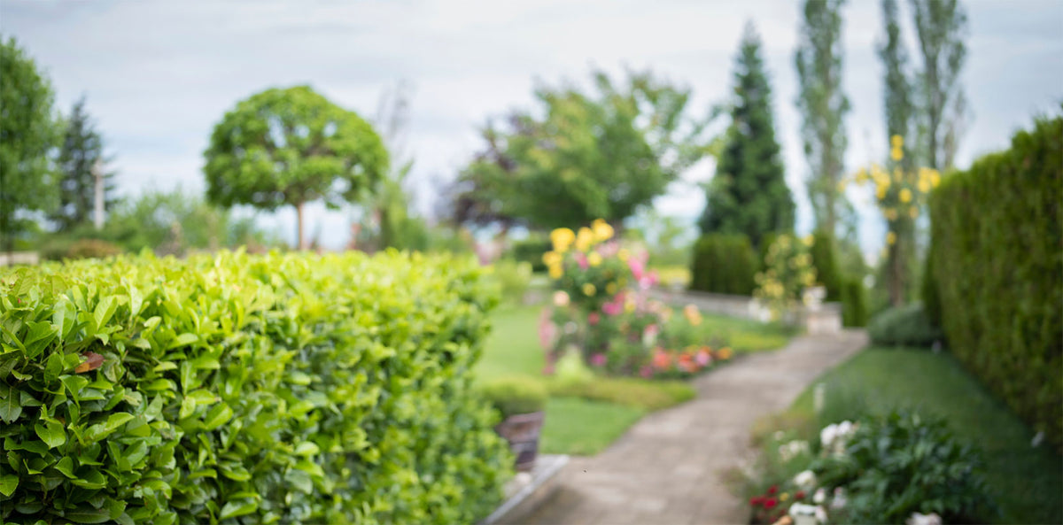 Landscaped garden with a clipped hedge, lawn and flowering garden bed