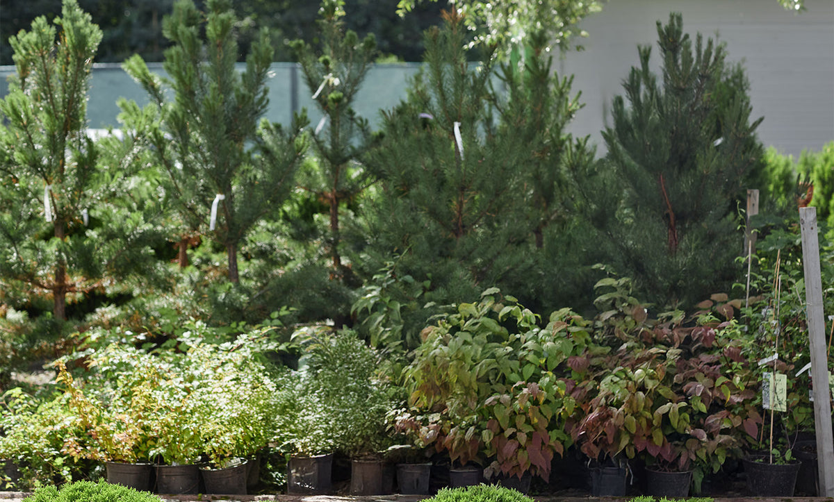Conifers and leafy shrubs in a garden
