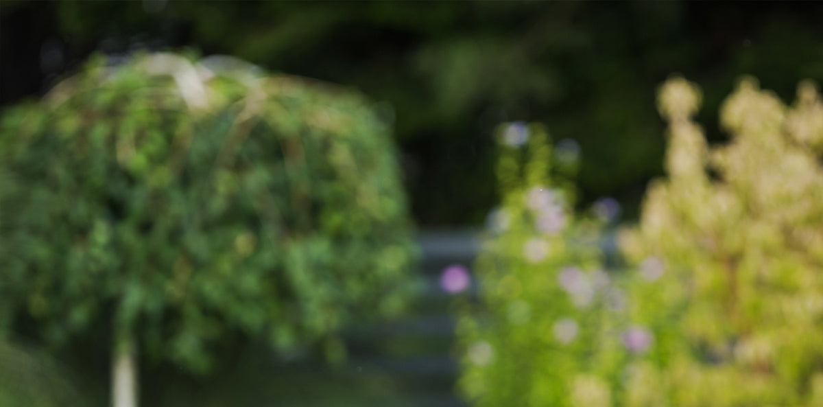 Clipped green shrubs in a garden